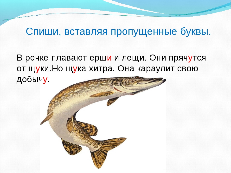 На крючок в этой реке попадается удивительная рыба окунь карась щука ерш схема