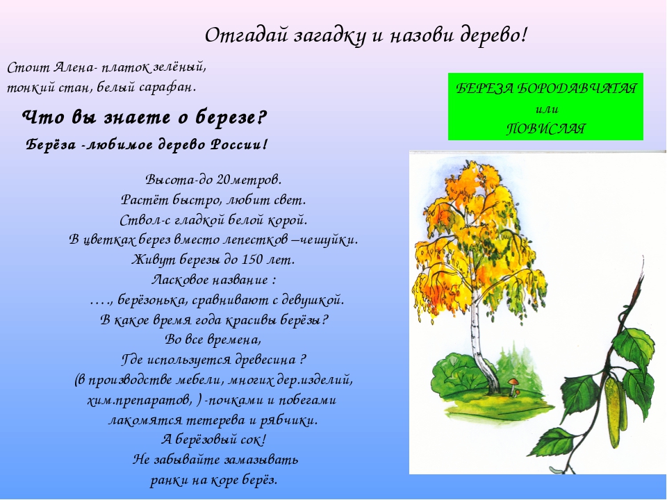 Загадки о березе для детей: Загадки про березу с ответами