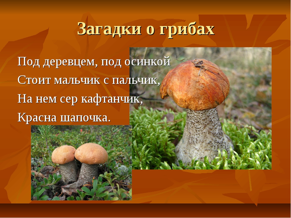 Загадки про грибы сложные: Загадки про грибы с ответами