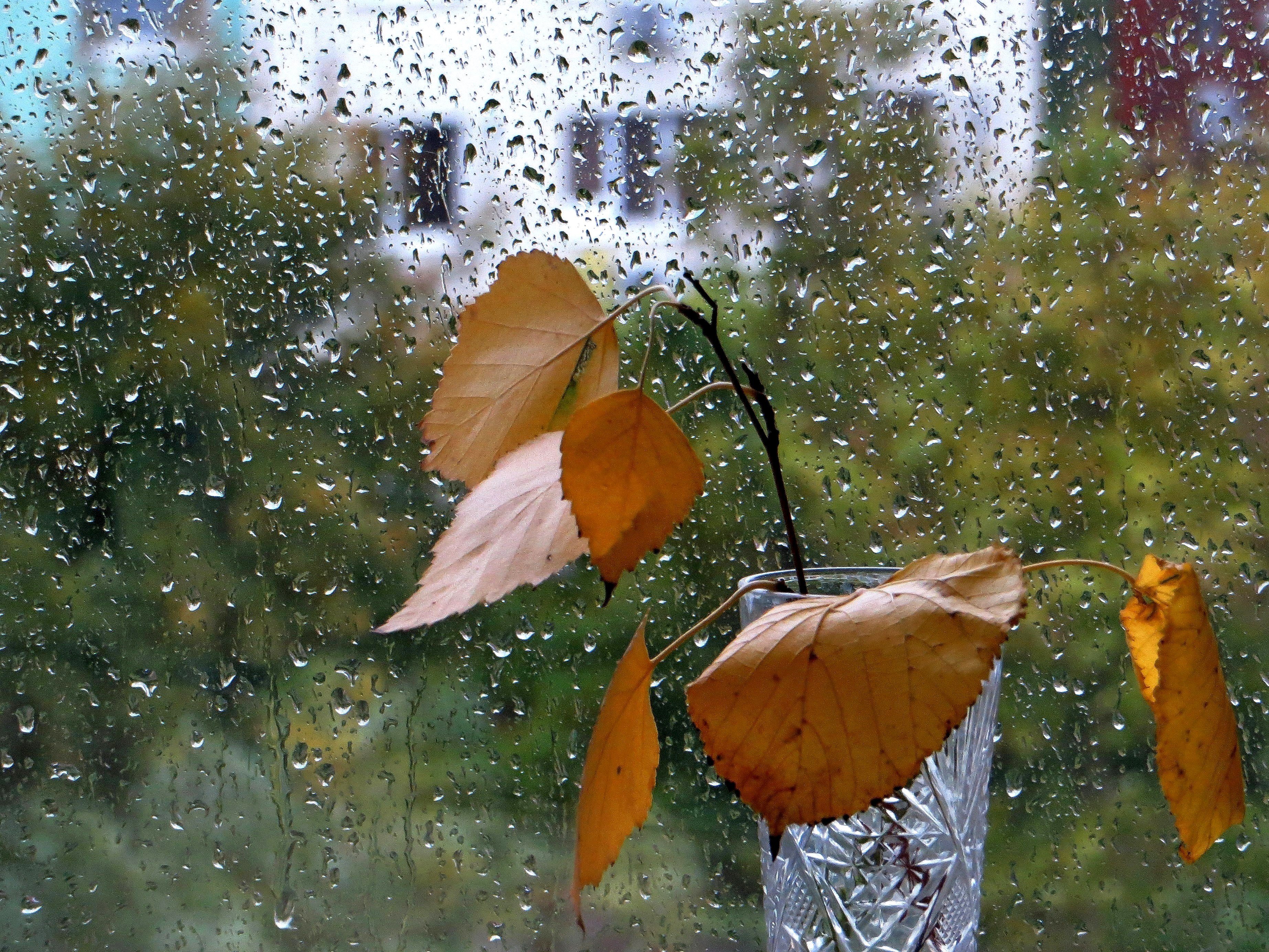 Закружился надо мной дождь из листьев: Закружился надо мной дождь из листьев озорной