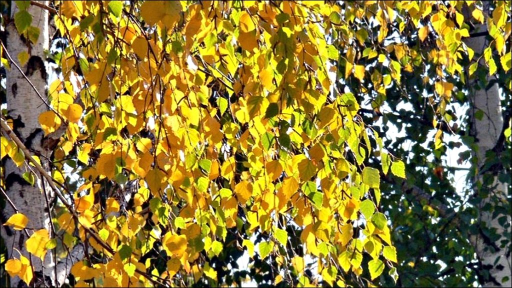 На кусте кусточке желтые листочки: стихи об осени | Материал по развитию речи (старшая группа) по теме: