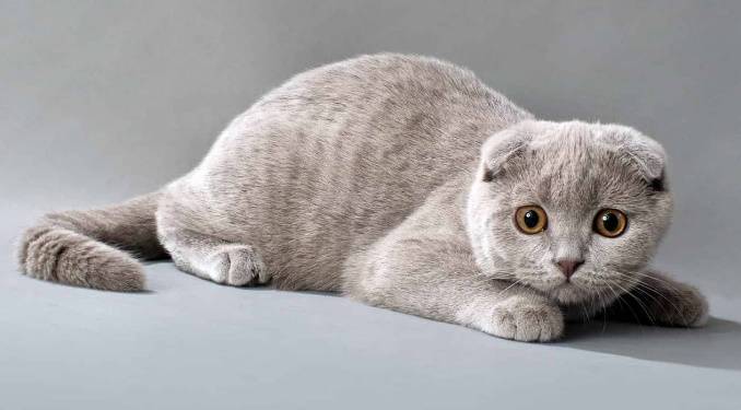 Котенок серенький: 380 имен для серого кота или кошки (по полу, оригинально) – популярные, красивые и прикольные клички
