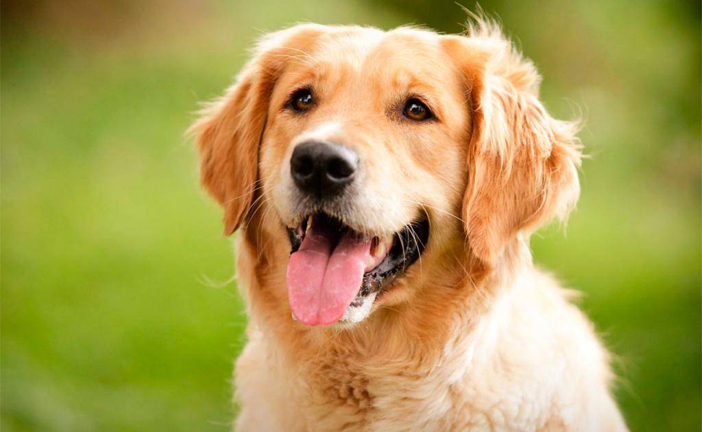 Самая дружелюбная собака: Топ 10 | Самые дружелюбные породы собак – ТОП-15 самых дружелюбных пород собак