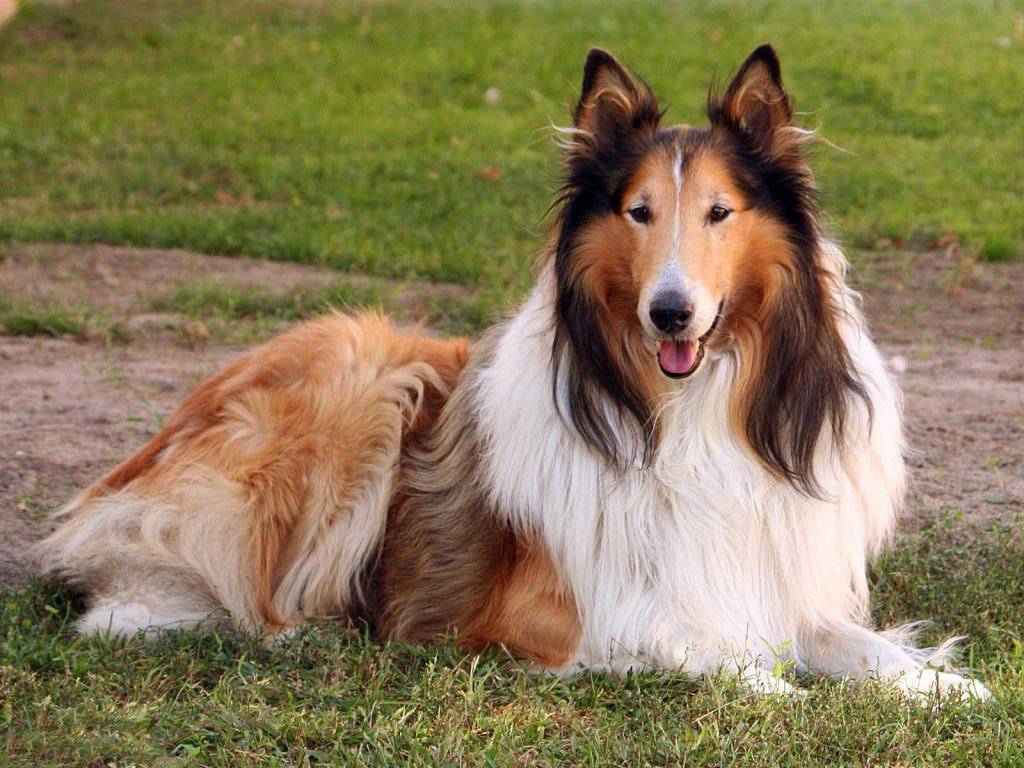 Самая дружелюбная собака: Топ 10 | Самые дружелюбные породы собак – ТОП-15 самых дружелюбных пород собак