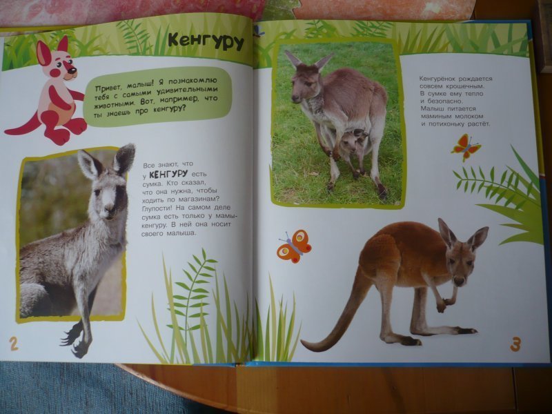 Загадки про кенгуру для детей: Загадки про кенгуру (для детей)