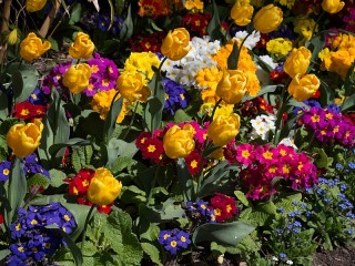 Собирать пазл Весенние цветы онлайн