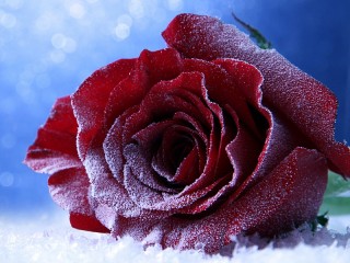 Собирать пазл Зимняя роза онлайн