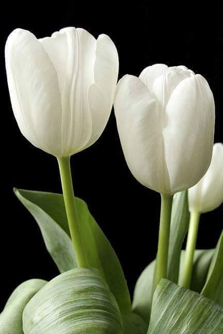 Цветок белый тюльпан: Кому и когда дарят белые тюльпаны: традиции и советы