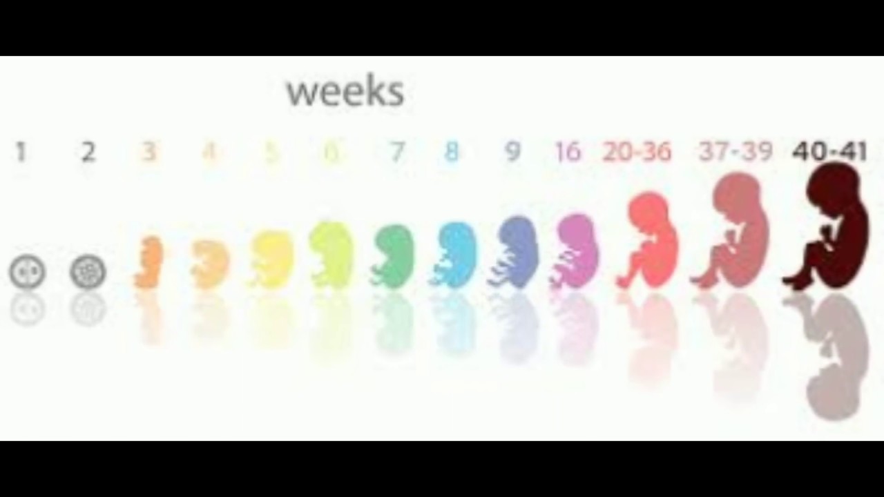 Развитие беременности по месяцам: развитие плода, изменения в организме женщины, риски на разных сроках, советы врачей, фото и видео