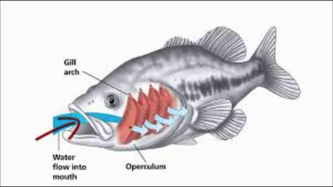 Чем дышат в воде рыбы: Как спят рыбы – особенности, интересные факты