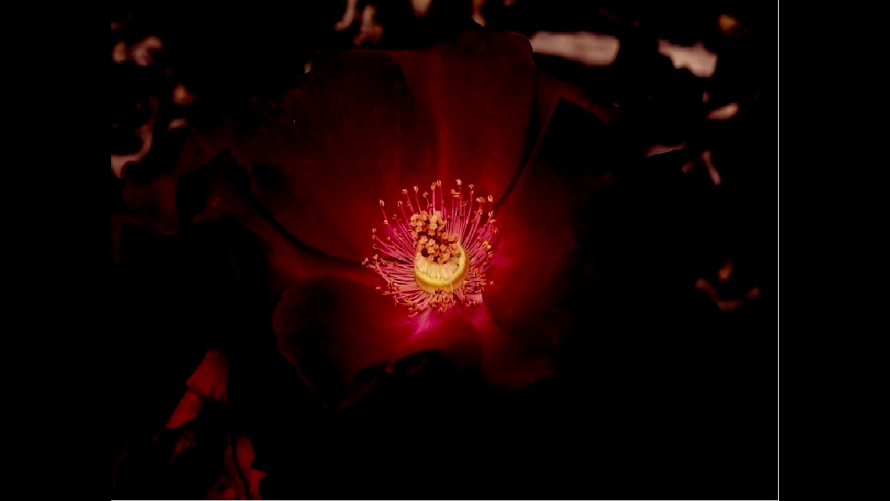 Цветочек аленький онлайн: Аудио сказка Аленький цветочек. Слушать онлайн или скачать