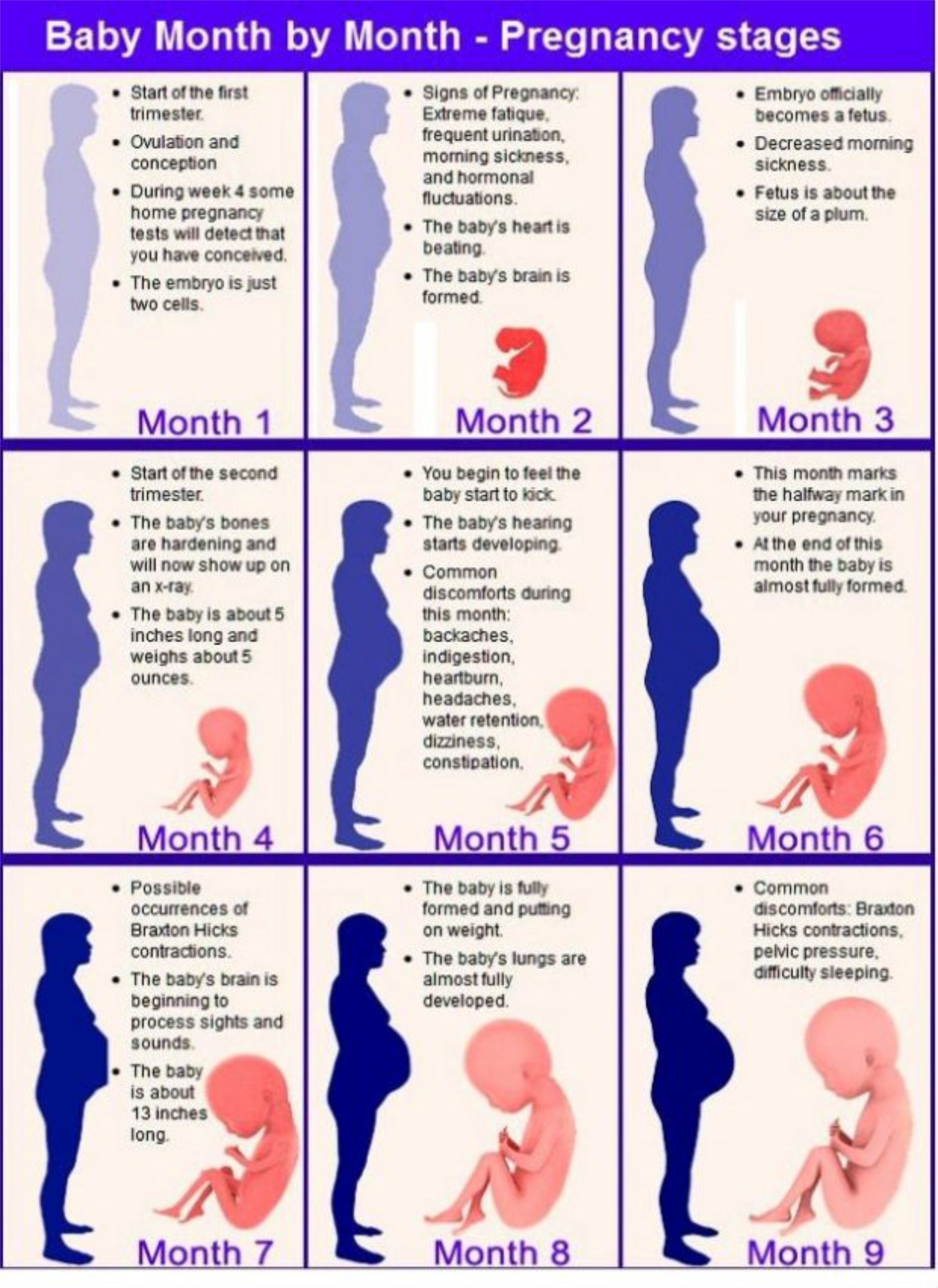 15 неделя беременности сколько месяцев: что происходит с малышом и мамой, фото живота, узи плода