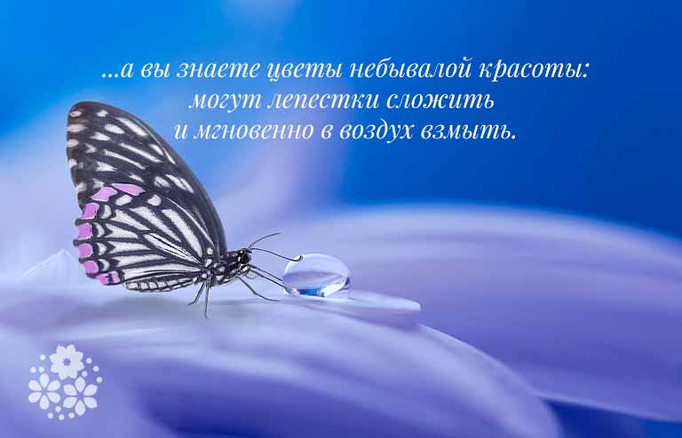 Бабочка загадка для детей: Загадки про бабочку – Загадки про бабочку с ответами