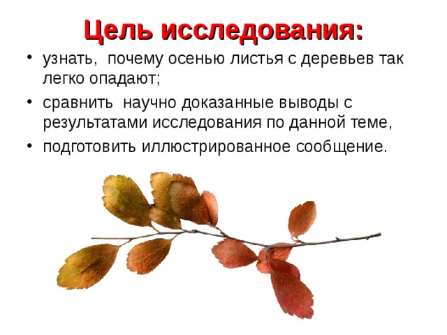 Почему осенью опадают листья с деревьев 1 класс: Презентация к исследовательской работе "Почему осенью листья с деревьев так легко опадают?"