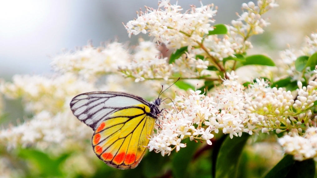 Бабочка загадка для детей: Загадки про бабочку – Загадки про бабочку с ответами