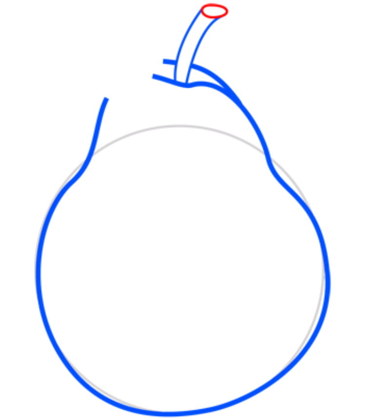 Как поэтапно нарисовать грушу: Как нарисовать грушу поэтапно для начинающих