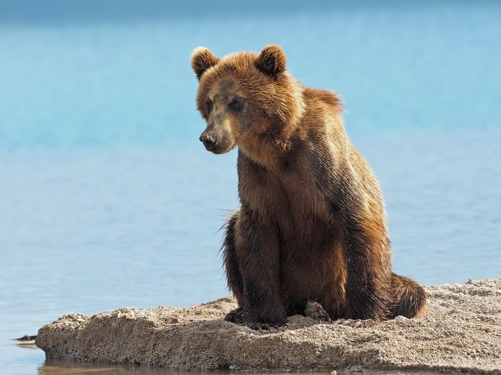 Медведица слушать онлайн: D0 bc d1 83 d0 bc d0 b8 d0 b9 20 d1 82 d1 80 d0 be d0 bb d0 bb d1 8c 20 d0 b8 20 d0 b7 d0 b5 d0 bc d1 84 d0 b8 d1 80 d0 b0 20 d0 bc d0 MP3 скачать бесплатно, слушать музыку d0 bc d1 83 d0 bc d0 b8 d0 b9 20 d1 82 d1 80 d0 be d0 bb d0 bb d1 8c 20 d0 b8 20 d0 b7 d0 b5 d0 bc d1 84 d0 b8 d1 80 d0 b0 20 d0 bc d0