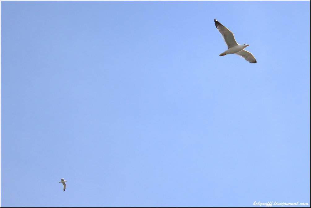 Загадка про чайку: Загадки про чайку (10 штук)