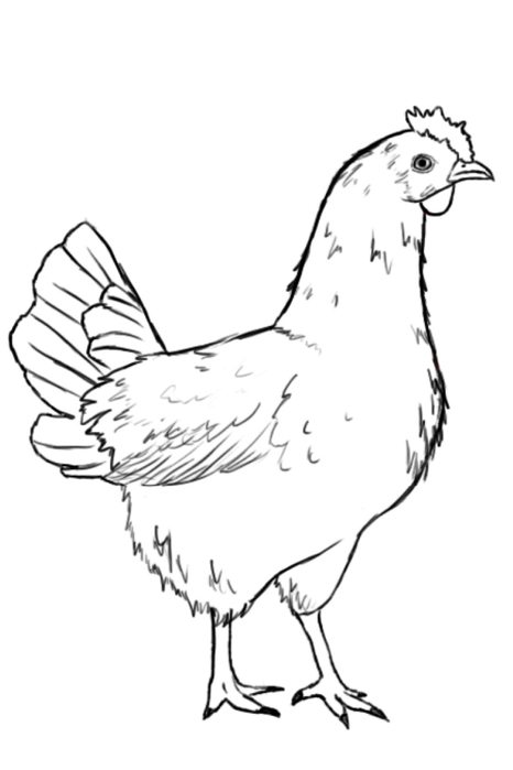 Рисунок курицы карандашом: Как нарисовать петуха карандашом поэтапно для детей