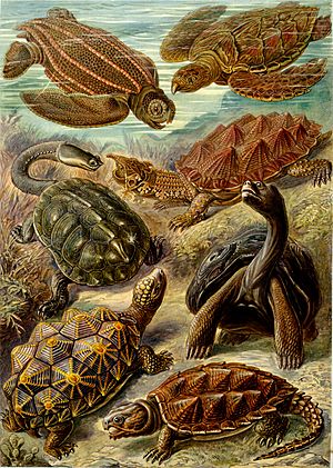 Haeckel Chelonia