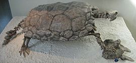 Proganochelys Quenstedti