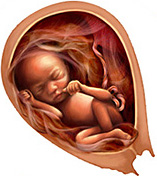Развитие эмбриона по месяцам: Развитие плода по месяцам с 1 по 9 месяц – Развитие плода по дням, неделям, месяцам