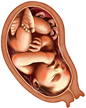 Развитие эмбриона по месяцам: Развитие плода по месяцам с 1 по 9 месяц – Развитие плода по дням, неделям, месяцам
