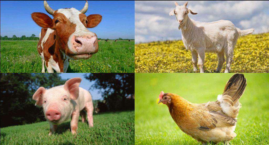 Звуки животных для малышей смотреть видео: 10 мультфильмов, которые научат вашего ребенка читать