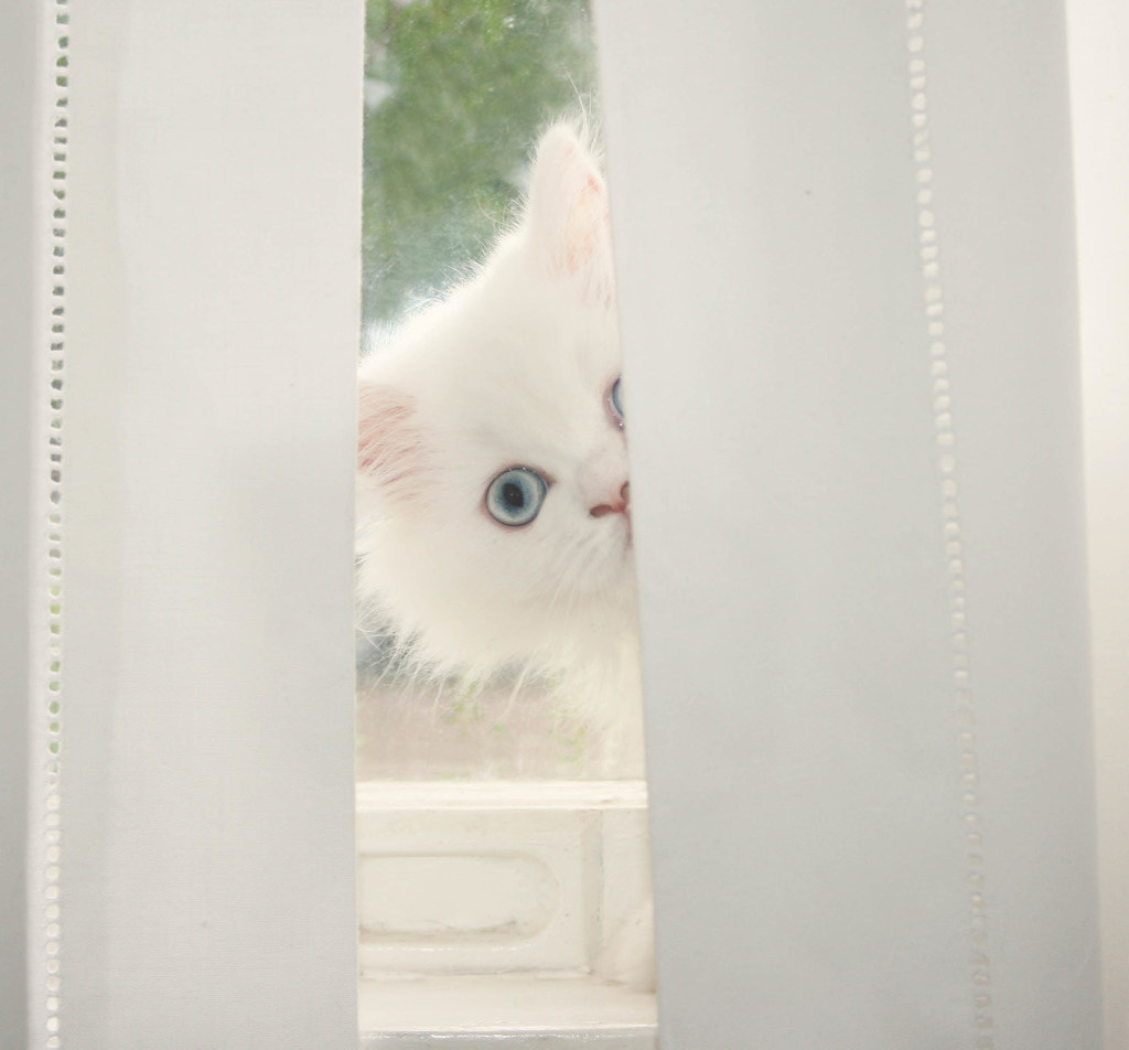 Белая кошка лезет в окошко ответ на загадку: Ответьте пожалуйста на загадку : Белая кошка , лезет в окошко ?