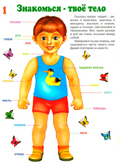 детские загадки про части тела