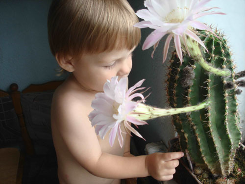 Интересные загадки про кактус для детей