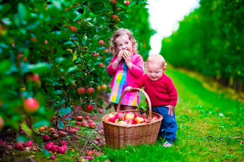 Загадки про яблони для детей