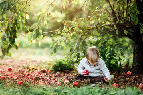 Загадки про яблоки для детей