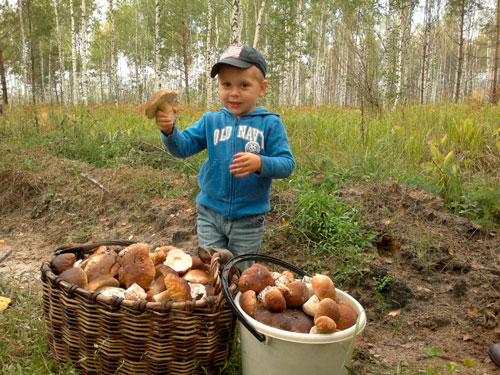 Интересные загадки про грибы для детей 5-7 лет с ответами