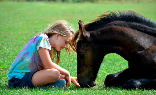 Красивые детские стихи про лошадку
