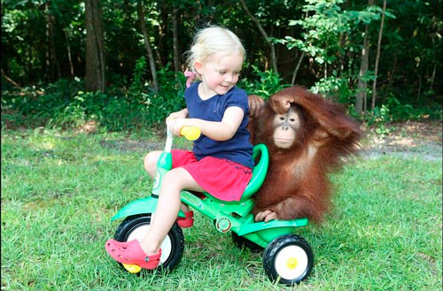 Загадки про обезьяну с ответами для детей