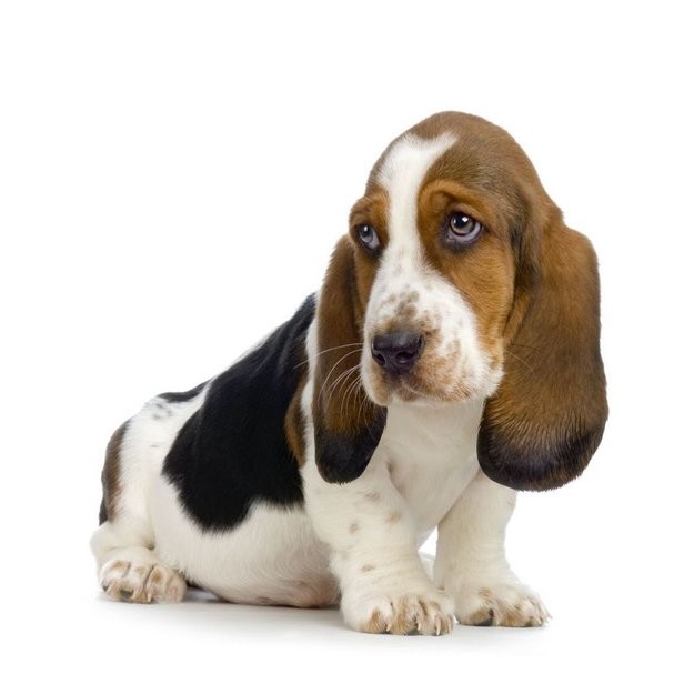 Дружелюбные породы собак: Список пород собак которые дружелюбны с детьми – 10 самых дружелюбных пород собак