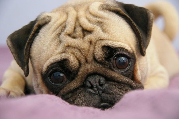 Дружелюбные породы собак: Список пород собак которые дружелюбны с детьми – 10 самых дружелюбных пород собак