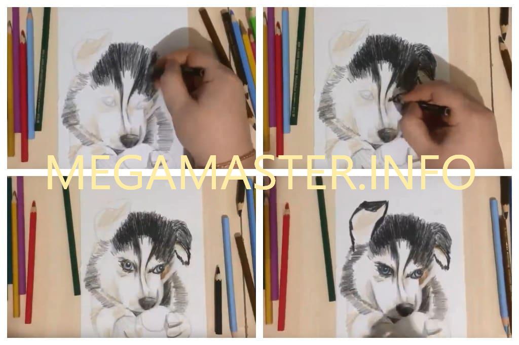 Как рисуется реалистичный щенок разноцветными карандашами пошагово (Шаг 2)