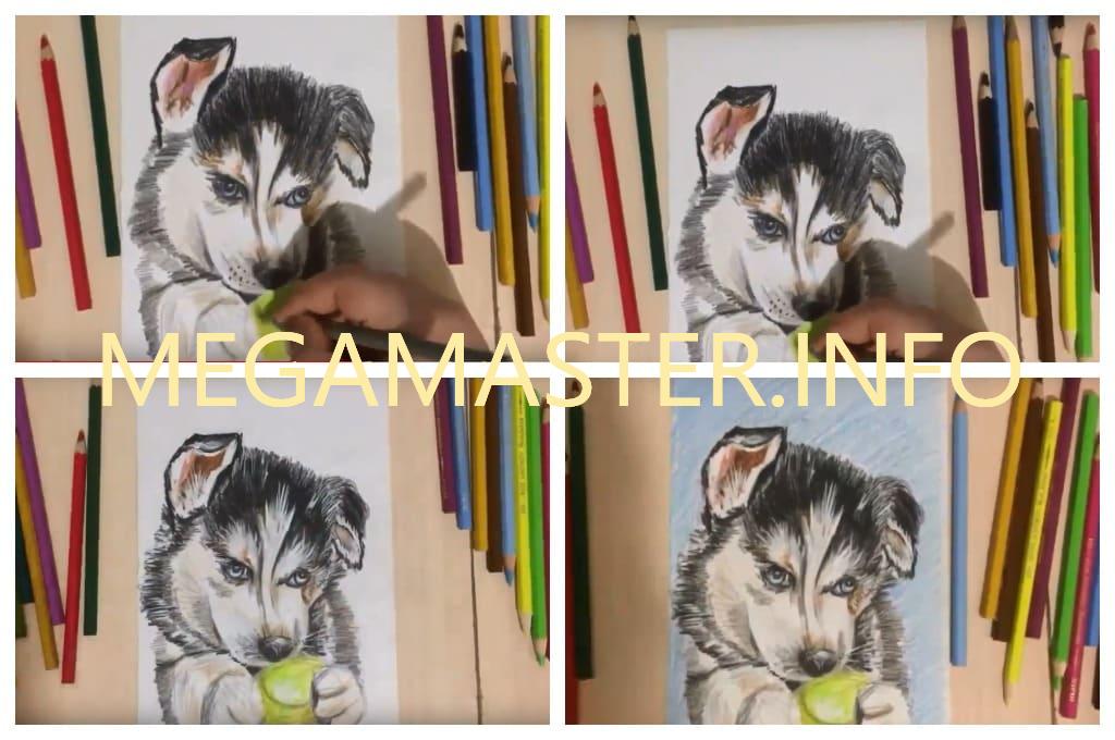 Как рисуется реалистичный щенок разноцветными карандашами пошагово (Шаг 3)