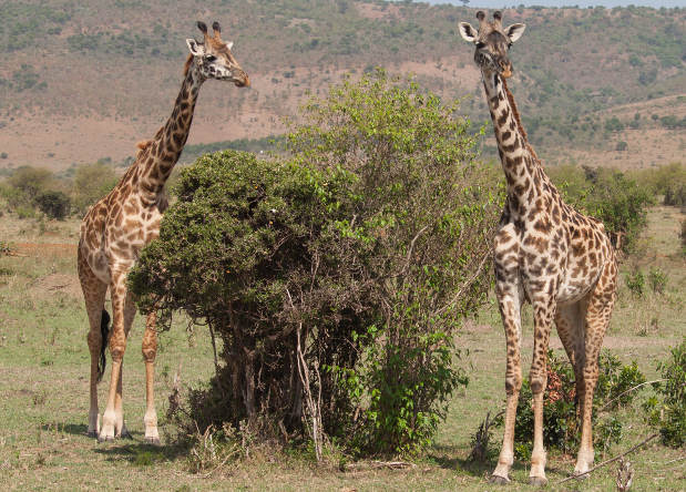 Почему у жирафов длинная шея: Палеонтологи решили загадку странной рептилии с шеей как у жирафа