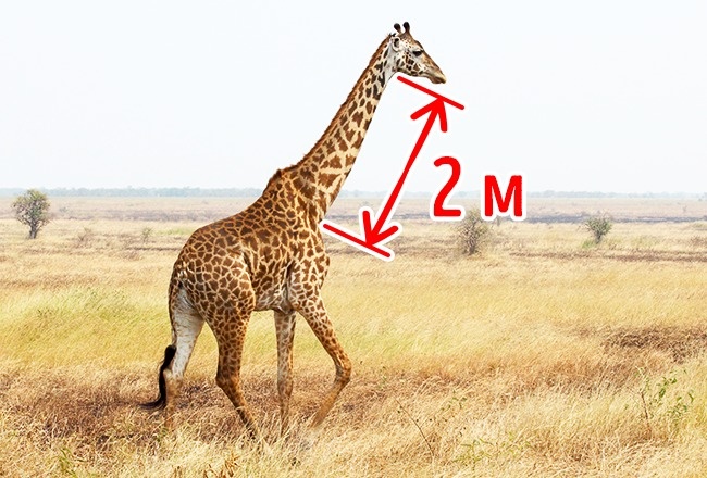 Почему у жирафов длинная шея: Палеонтологи решили загадку странной рептилии с шеей как у жирафа