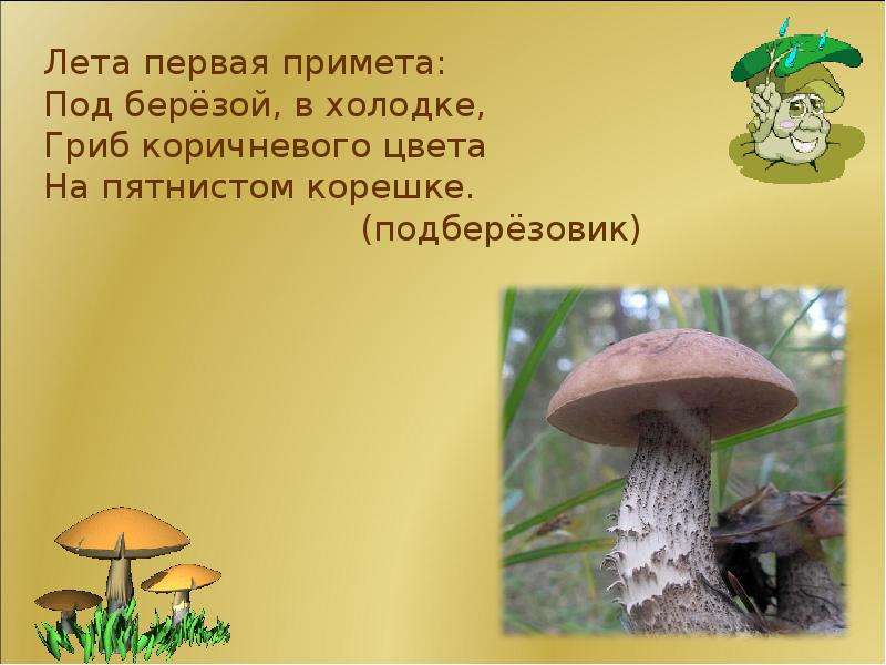 Загадки про грибы с ответами для 7 класса: Загадки про грибы с ответами