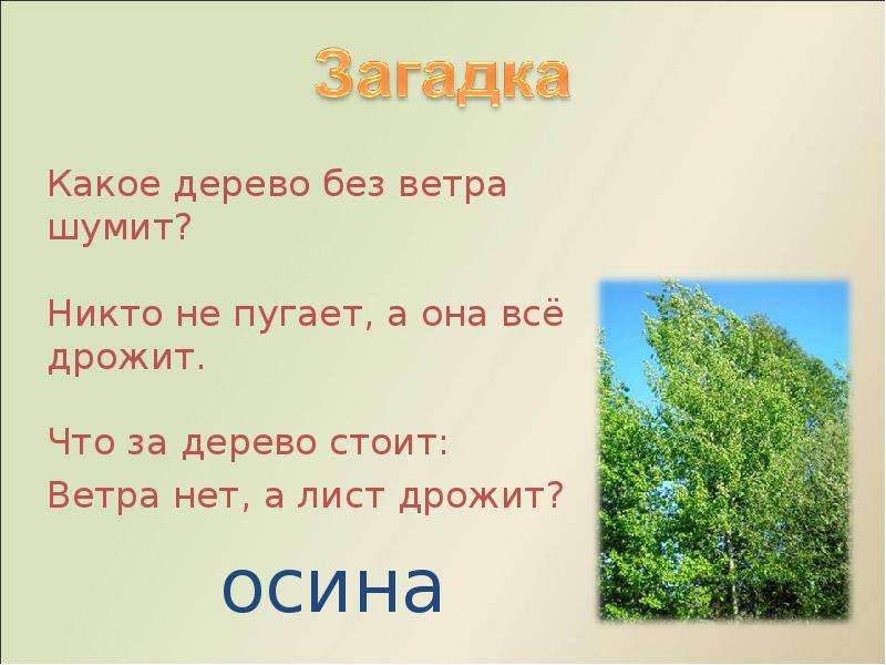 Какое дерево не горит не гниет не тонет: "Железное дерево" лиственница: и в воде тонет, и в огне не горит