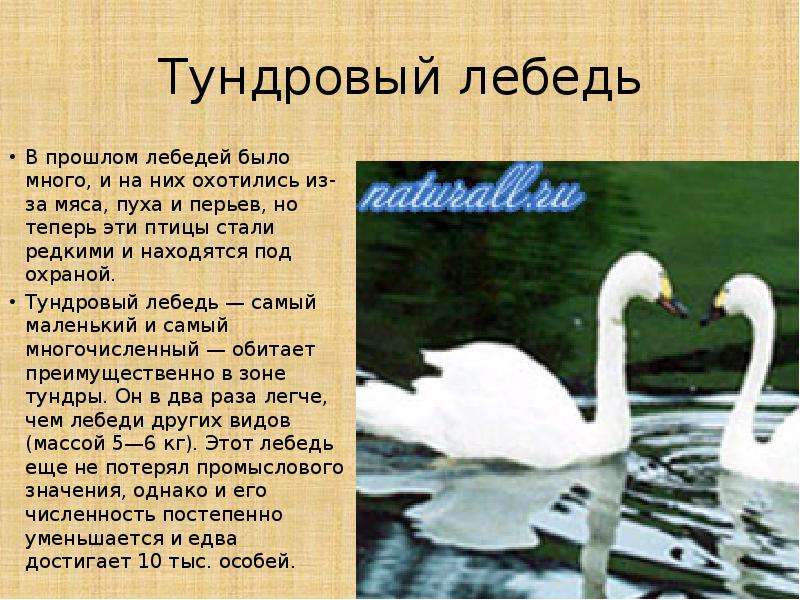 Загадки про лебедя: Загадки про лебедя для детей с ответами и картинками.