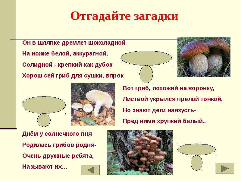 Детская загадка про грибы: Загадки про грибы с ответами