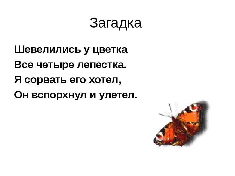 Загадка про бабочку: Загадки про бабочку с ответами