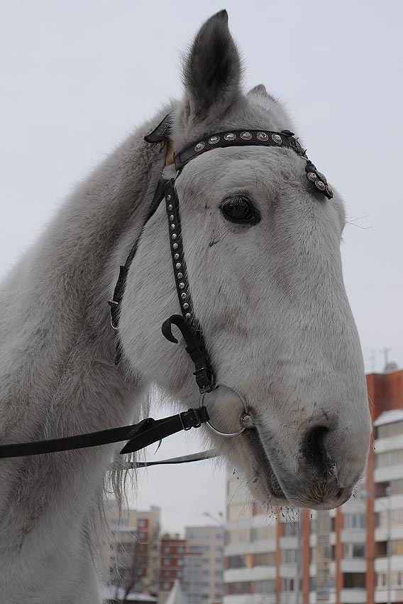 3 белых коня: Скачать бесплатно Ансамбль Детские Песни - Три белых коня в MP3