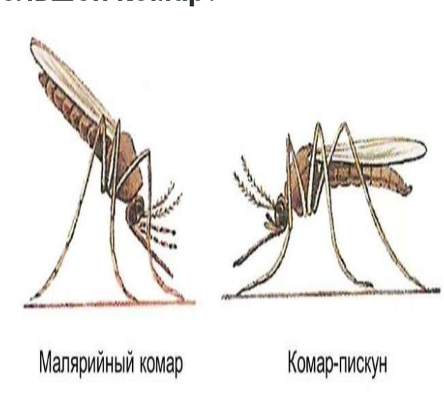 Какой звук издает комар: Какой звук издает комар?, 1989 - Мультфильмы
