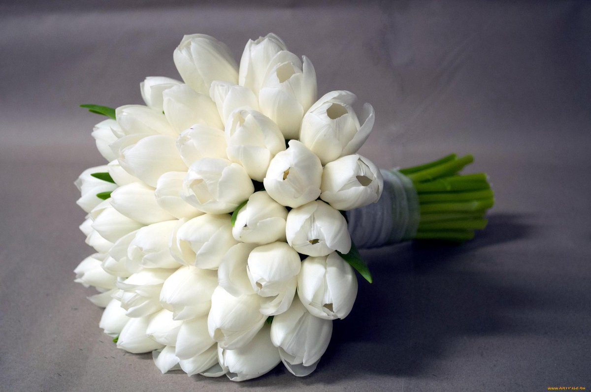 Цветок белый тюльпан: Кому и когда дарят белые тюльпаны: традиции и советы
